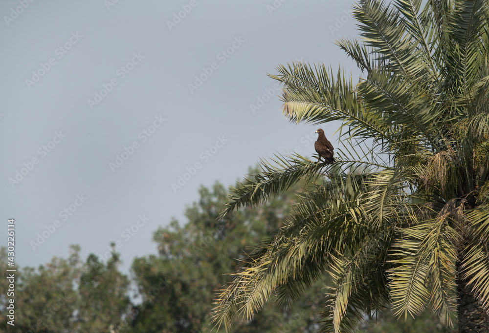 Greater spotted eagle perched on a dates tree, Bahrain Greater spotted eagle perched on a dates tree, Bahrain