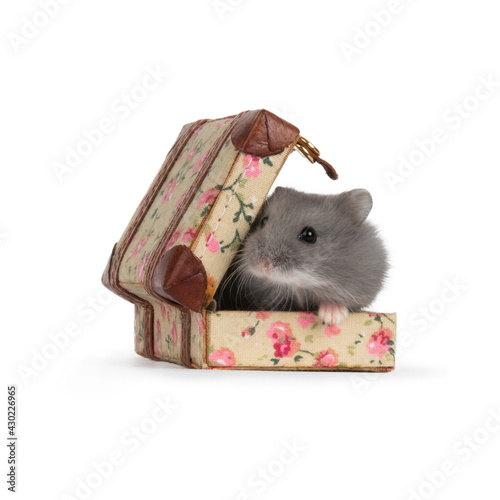 hamster in a tiny suitcase 2