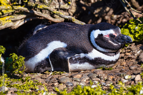 Penguins in the pinguinera Faro Cabo Virgenes, Argentina photo