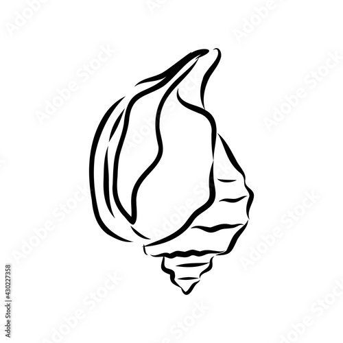 Hand drawn set of various seashell. clam shell, vector sketch