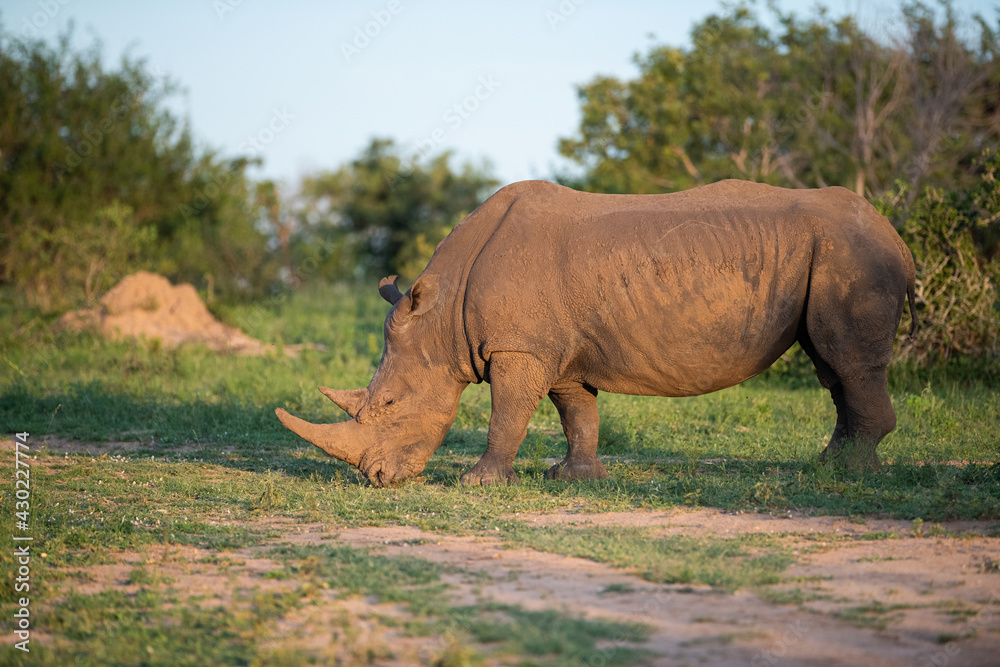 White Rhino bull seen on a safari in South Africa White Rhino bull seen on a safari in South Africa