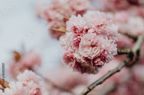 La floraison des cerisiers au printemps