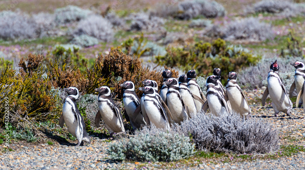 Penguins in the pinguinera Faro Cabo Virgenes, Argentina foto de Stock |  Adobe Stock