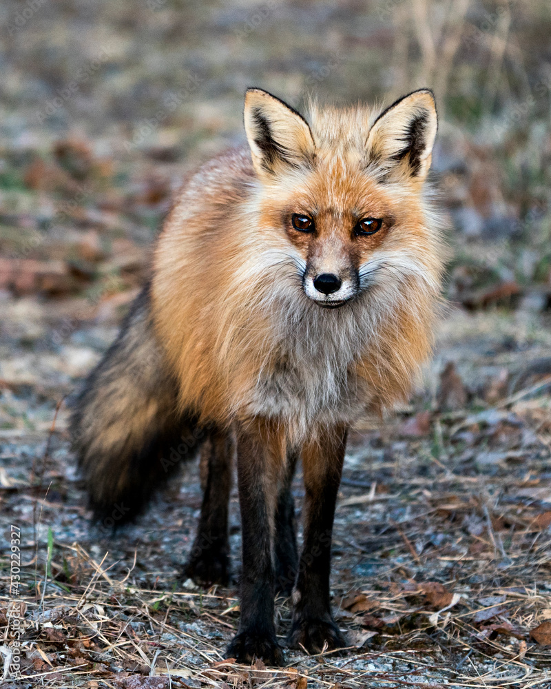 Red Fox Photo Stock. Fox Image. Close-up looking at camera in the spring season displaying fox tail, fur, in its environment and habitat with blur background.  Picture. Portrait.