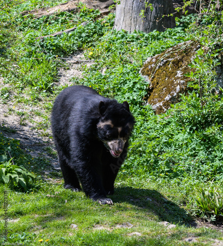 Bär