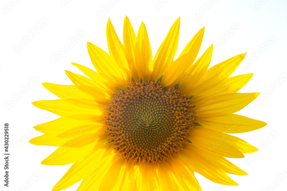blooming sunflower close-up on a white background. Agronomy, agriculture and botany. blooming sunflower close-up on a white background. Agronomy, agriculture and botany.