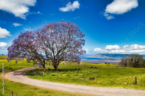 Foto Jacarandaa tree in a lush green field in upcountry kula on maui.