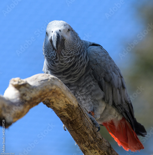 Graupapagei
