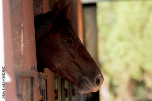 Fototapeta Naklejka Na Ścianę i Meble -  horse in stable