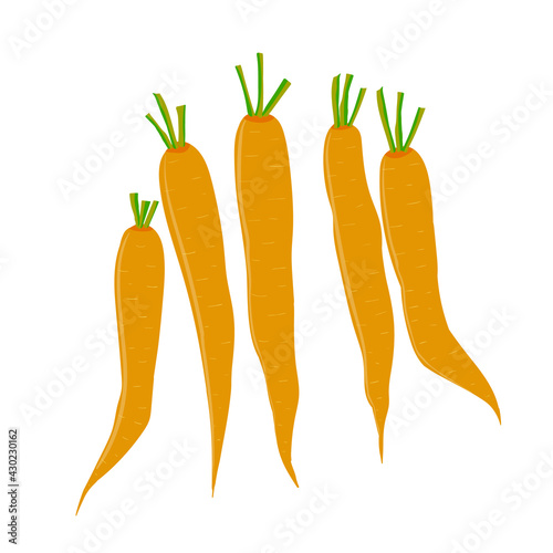 set of carrots. a bunch of carrots. garden vegetables. vitamins and caratin. stock vector illustration isolated on white background.