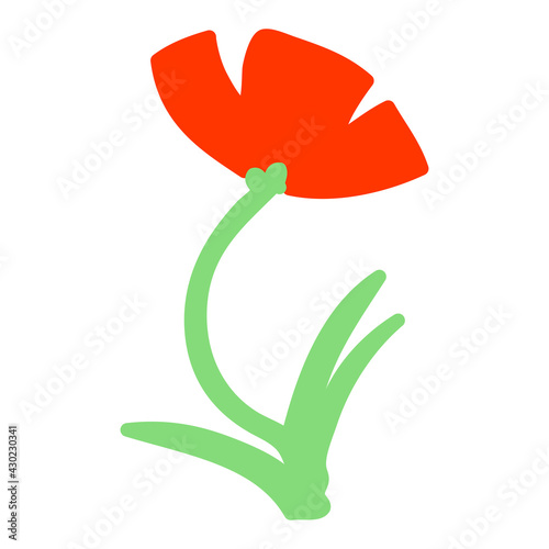 single poppy in flower