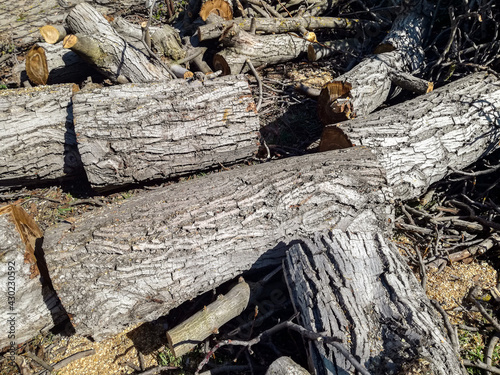 Trunk of old walnut tree, sawn into pieces. Large logs with annual rings are tumbled to ground, view against background of pile of small branches. Close-up. Selective focus. photo