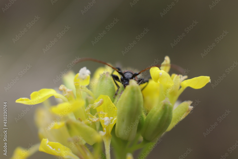 naturaleza de cercanía fotografía macro naturaleza de cercanía fotografía macro