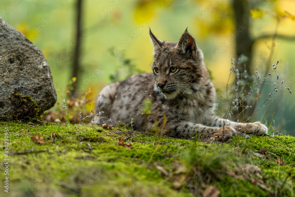 Lynx in green forest with tree trunk. Wildlife scene from nature. Playing Eurasian lynx, animal behaviour in habitat. Wild cat from Germany. Wild Bobcat between the trees Lynx in green forest with tree trunk. Wildlife scene from nature. Playing Eurasian lynx, animal behaviour in habitat. Wild cat from Germany. Wild Bobcat between the trees