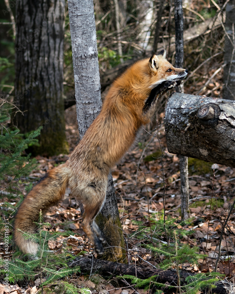 Fototapeta premium Red Fox Photo Stock. Fox Image. Jumping on a log in the forest with blur forest background in its environment and habitat. Picture. Portrait. Photo