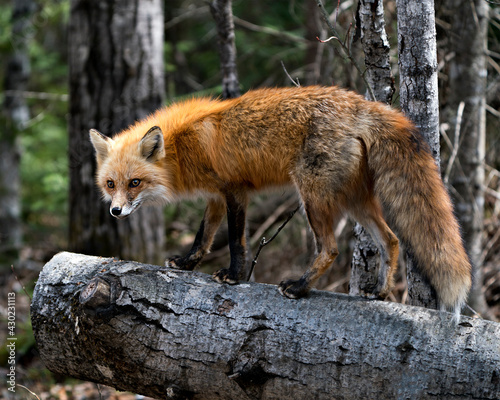 Red Fox Photo Stock. Fox Image. Close-up profile view standing on a log  in the spring season with blur forest background in its environment and habitat. Picture. Portrait. Photo.