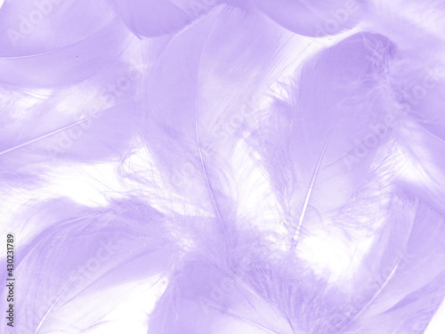 Beautiful abstract purple feathers on white background  black feather texture on dark pattern and purple background  colorful feather wallpaper  love theme  valentines day  light purple gradient