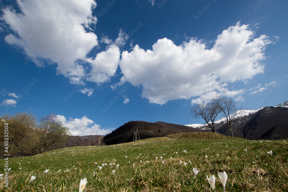 Fototapeta premium Crocus vernus fowers on alpine grassland