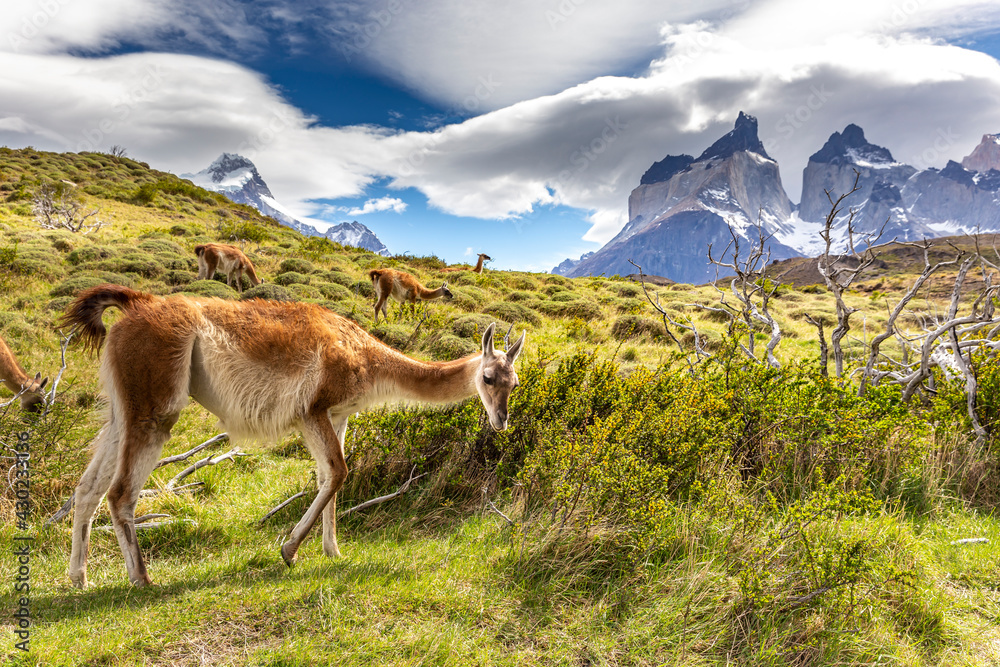 Lama in Torres del Paine National Park, Chile, South America. Lama in Torres del Paine National Park, Chile, South America.