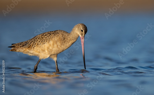 A marbled godwit on the beach in Florida 
