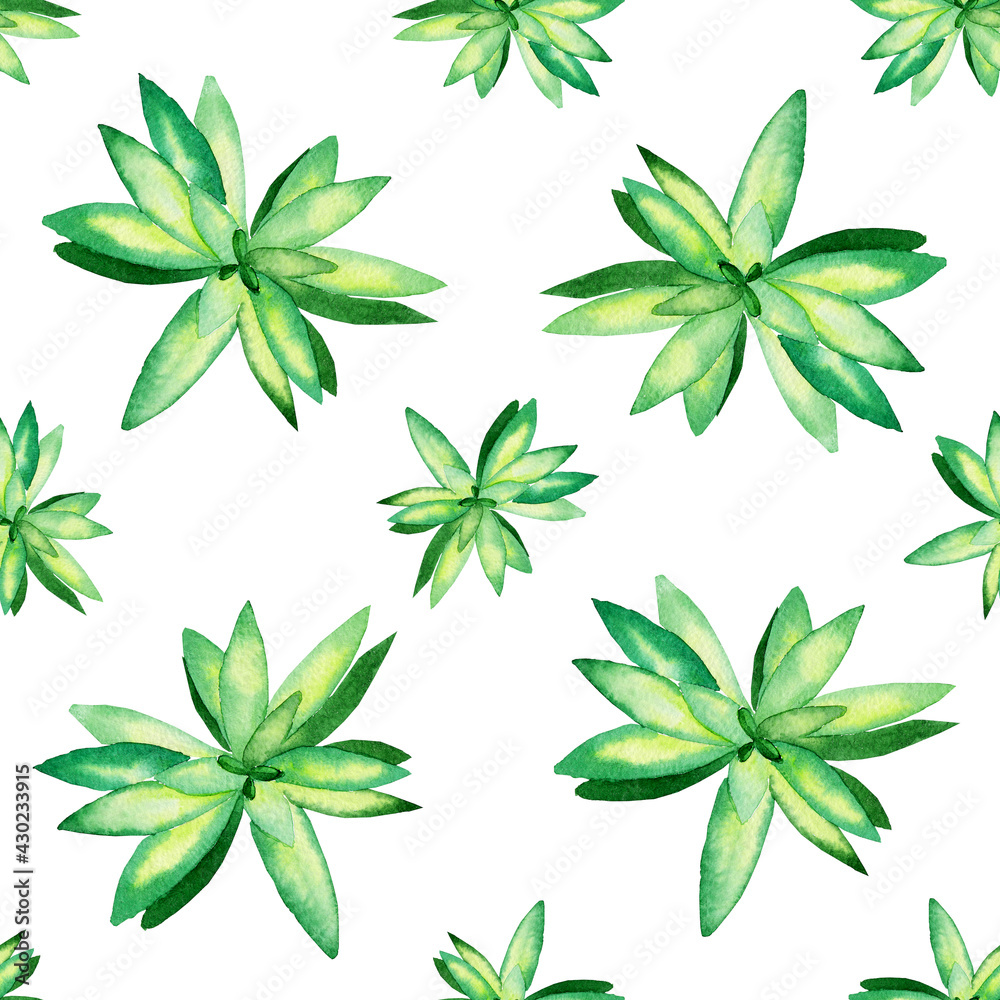 Green succulent in seamless pattern on white background. Watercolor hand drawing illustration. Cactus houseplant for textile or wallpaper.