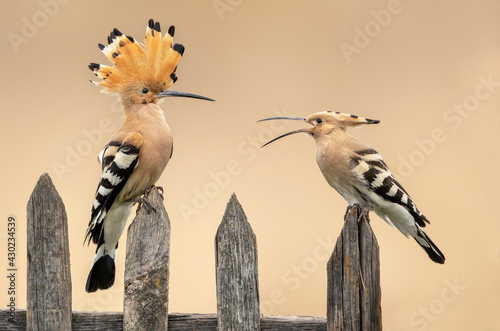 Eurasian hoopoe bird ( Upupa epops ) close up