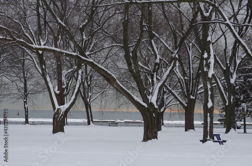 Winter trees 1
