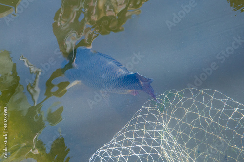 The fish escapes from the net in the pond. photo