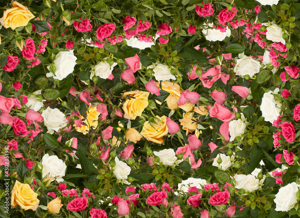 Roses flowers in garden multicolored beautiful taxture background 