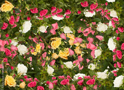 Roses flowers in garden multicolored beautiful taxture background 