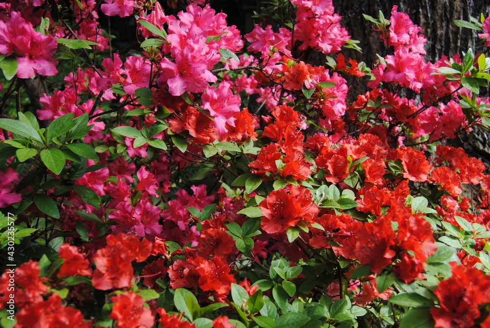 Red and Pink Flower Mix Red and Pink Flower Mix