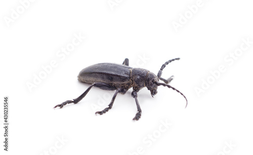 Brown deer beetle. © ANASTASIIA