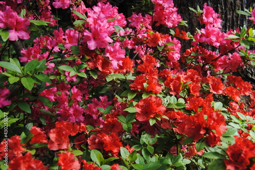 Red and Pink Flower Mix