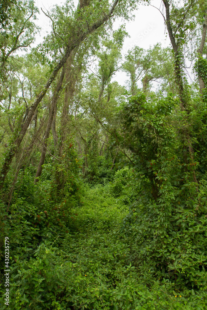 Forest background. View of the green leaves foliage and tree trunks in the jungle. Forest background. View of the green leaves foliage and tree trunks in the jungle.