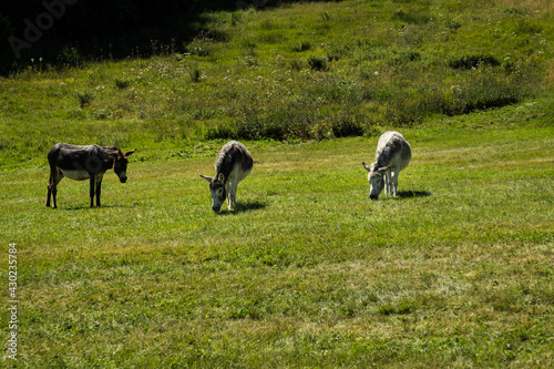 Donkeys on a pasture in the Black Forest, Germany, Europe