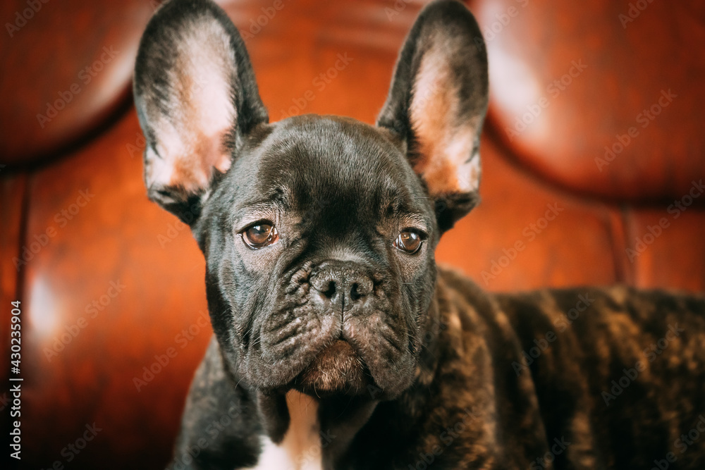 Close Up Portrait Of Young Black French Bulldog Dog Puppy. Funny Dog Baby With Beautiful Black Snout Eyes Bulldog Puppy Dog. Adorable Bulldog Puppy