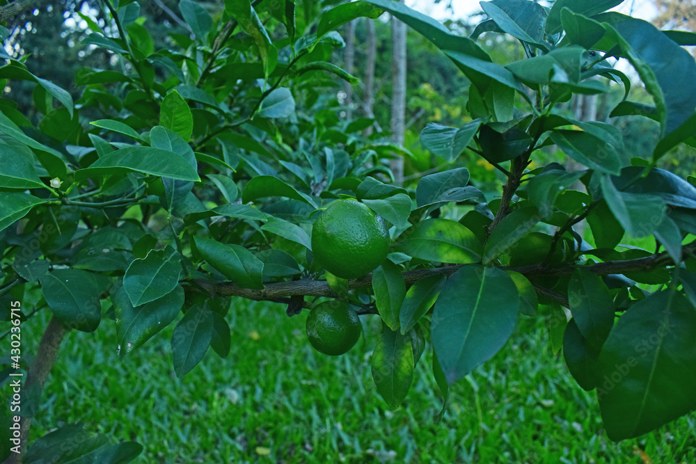 lima planta cultivo verde super verde arbol lima planta cultivo verde super verde arbol