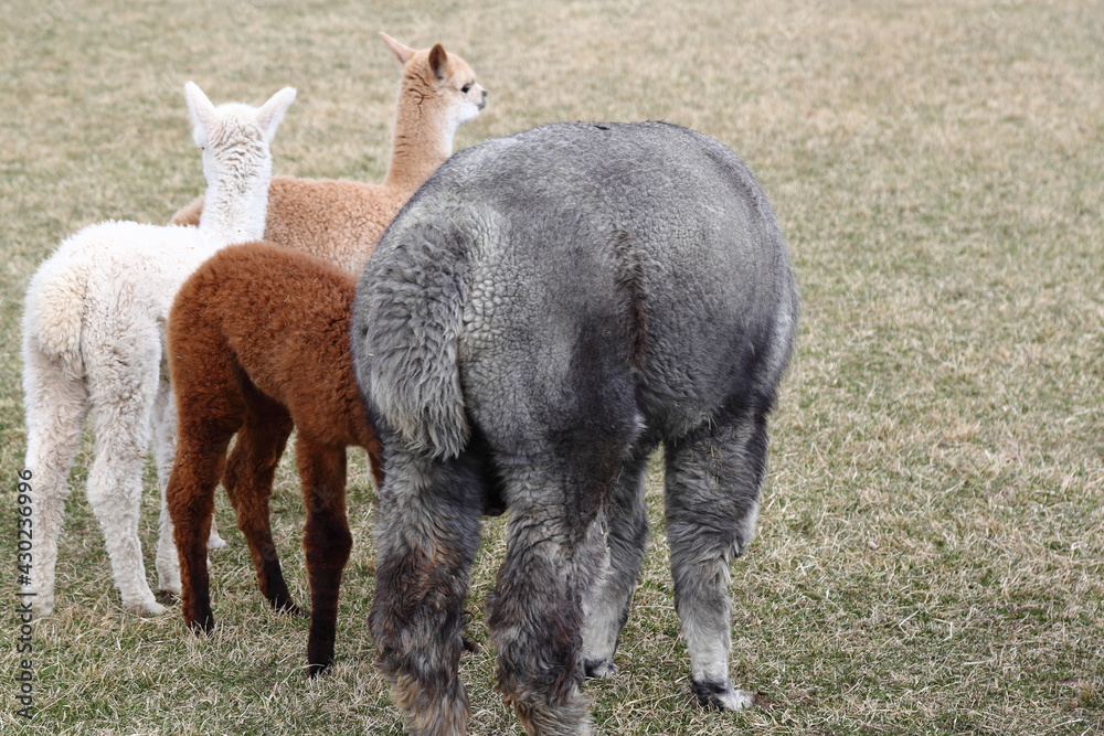 Alpacas