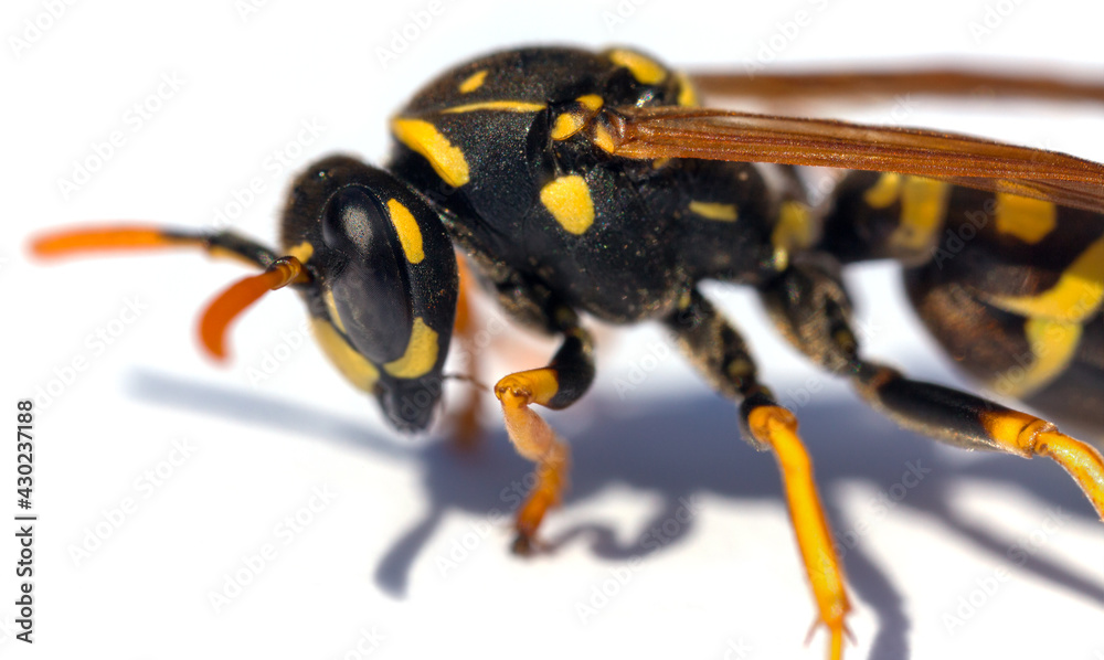 wasp isolated on white background Vespula Vulgaris wasp isolated on white background Vespula Vulgaris