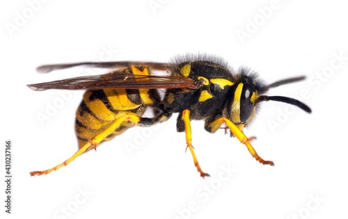 wasp isolated on white background Vespula Vulgaris