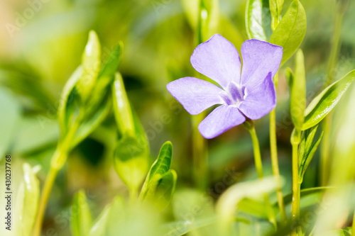 Vinca minor warmed by the rays of the sun