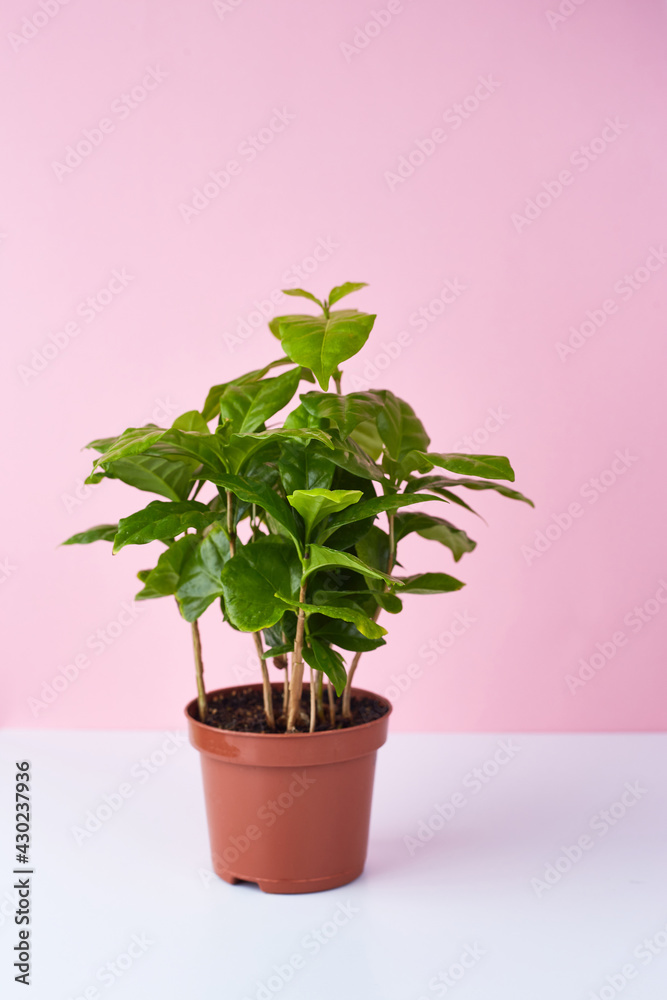 Botanical background. Small coffee tree in pot on pink white background. Greenery inspiration. Houseplant. Copy space Botanical background. Small coffee tree in pot on pink white background. Greenery inspiration. Houseplant. Copy space
