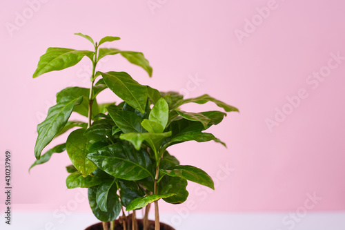 Botanical background. Small coffee tree in pot on pink white background. Greenery inspiration. Houseplant.  Copy space