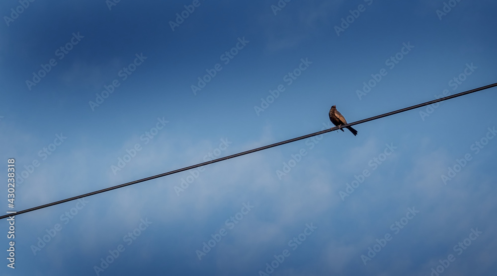 A bird sitting on a wire against the blue sky