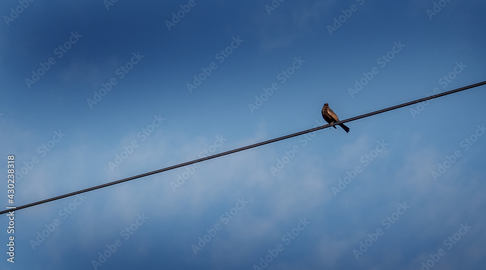A bird sitting on a wire against the blue sky A bird sitting on a wire against the blue sky