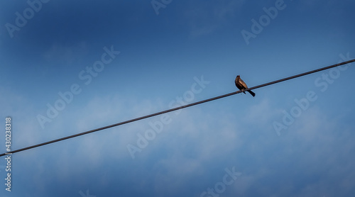 A bird sitting on a wire against the blue sky