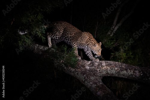 A young female leopard in a tree on a night safari in South Africa