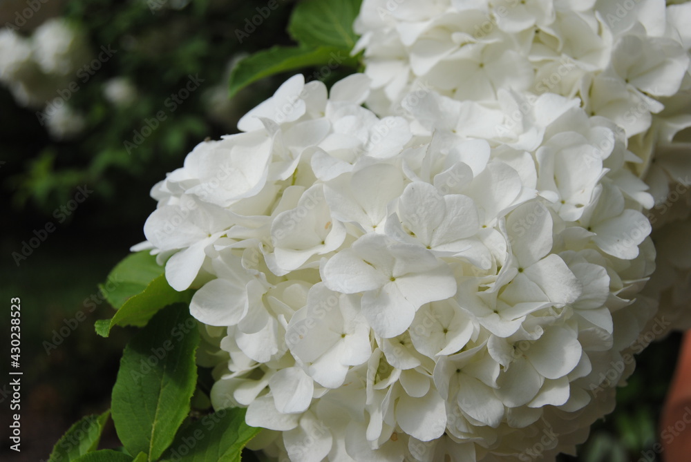 White Flower Ball White Flower Ball