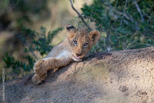 A cute Lion cub seen on a safari in South Africa