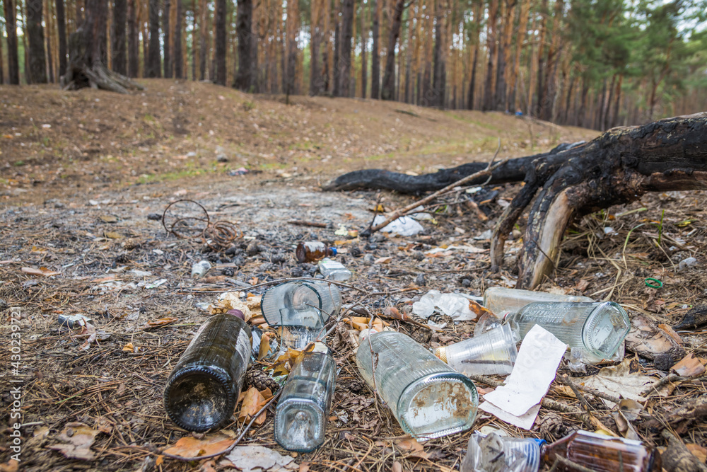 Obraz premium Garbage in a pine forest. Glass bottles of alcohol are scattered